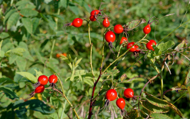 Обои картинки фото природа, Ягоды, шиповник, ветка