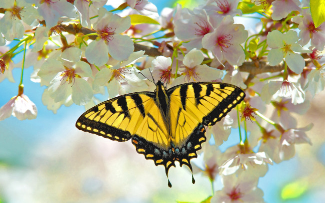 Обои картинки фото животные, бабочки, крылья, цветы