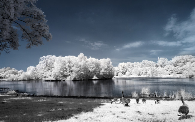 Обои картинки фото животные, гуси, иней, деревья, река