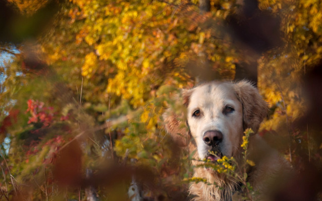 Обои картинки фото животные, собаки, осень