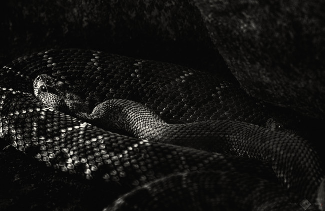 Обои картинки фото животные, змеи, питоны, кобры, гад