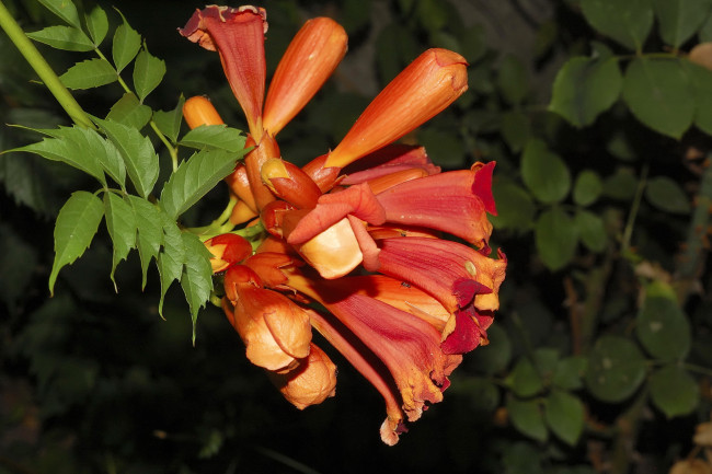 Обои картинки фото цветы, кампсис, текома