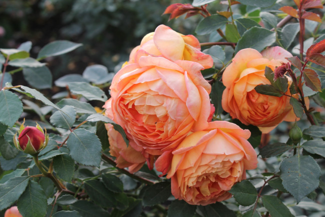 Обои картинки фото цветы, розы, куст