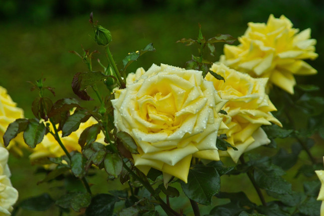 Обои картинки фото цветы, розы, желтый