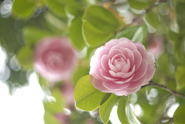 Обои картинки фото цветы, камелии, нежность