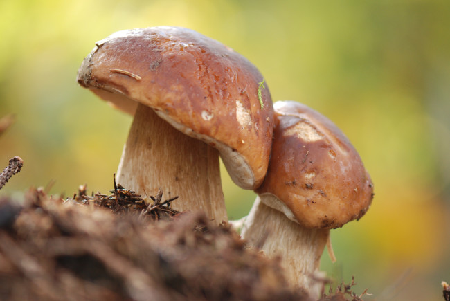 Обои картинки фото природа, грибы, двойняшки