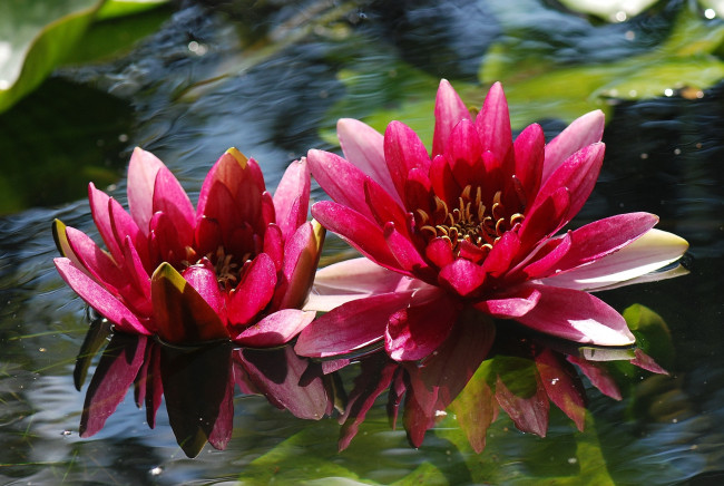 Обои картинки фото цветы, лилии, водяные, нимфеи, кувшинки, вода