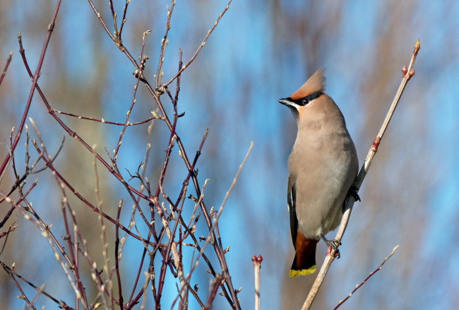 Обои картинки фото животные, свиристели, хохолок