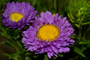 Картинка цветы астры бутон лепестки астра bloom colorful сиреневая tulips flowers and many цветение