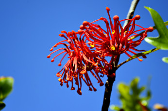 Картинка цветы цветущие+деревья+ +кустарники голубой веточка фон небо красные необычные