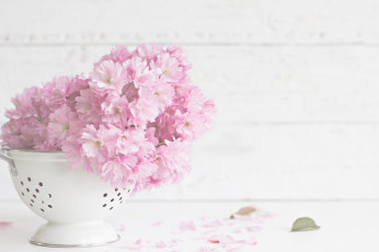 Картинка цветы цветущие+деревья+ +кустарники сито цветение лепестки листики