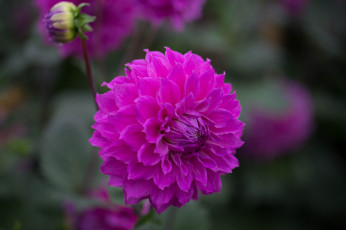 Картинка цветы георгины алый цветение георгин цветок бутон ветка