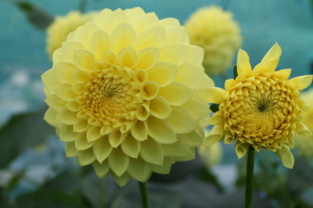 Картинка цветы георгины георгин цветение лепестки цветок желтый