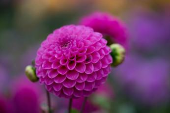 Картинка цветы георгины георгин цветок ветка бутон цветение алый