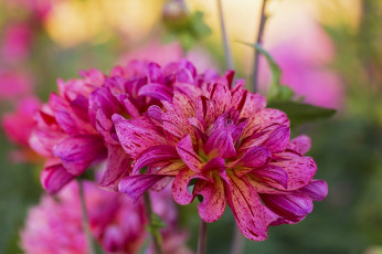 Картинка цветы георгины полосатый цветение лепестки георгин цветок