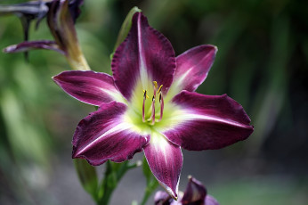 Картинка цветы лилии +лилейники тычинки лепестки лиллейник цветок пурпурный