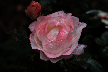 Картинка цветы розы роза бутон лепестки листья цветение rose bud petals leaves blossoms