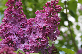 Картинка цветы сирень ветка лепестки цветение