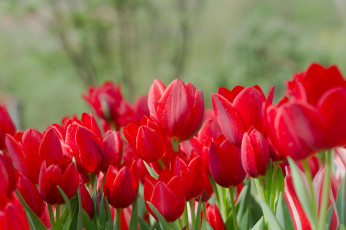 Картинка цветы тюльпаны цветение бутоны много алый лепестки
