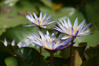 Картинка цветы лилии+водяные +нимфеи +кувшинки листья лепестки цветки водяные лилии цветение водоем вода