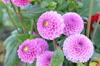 обоя цветы, георгины, розовый, ветка, цветение, георгин, бутоны, лепестки