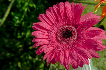 Картинка цветы герберы цветение капли лепестки розовая гербера