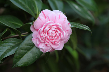 Картинка цветы камелии цветение кустарник листья бутон камелия