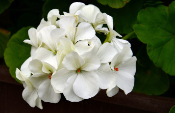 Картинка цветы герань макро белые