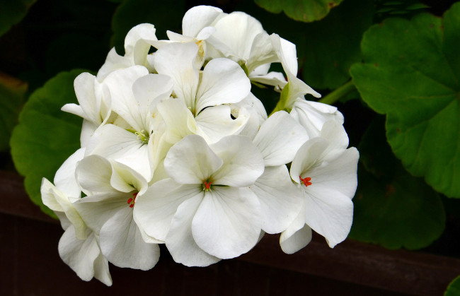 Обои картинки фото цветы, герань, макро, белые