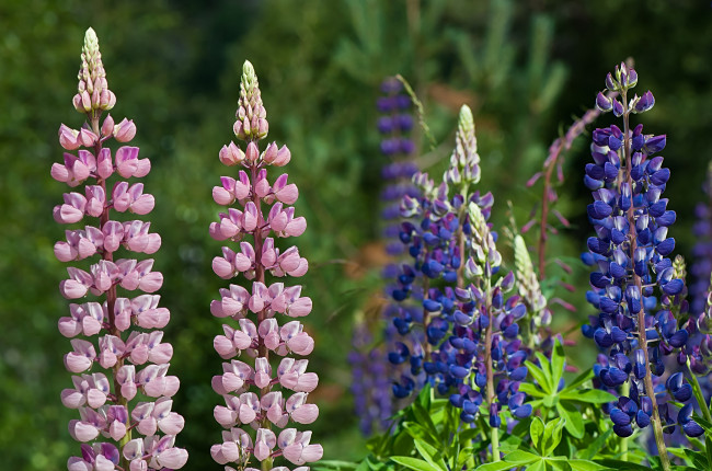 Обои картинки фото цветы, люпин, фиолетовый, розовый, цветки, цветение