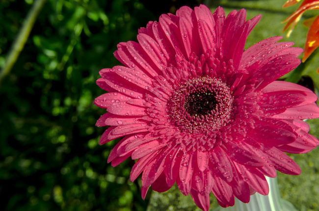 Обои картинки фото цветы, герберы, цветение, капли, лепестки, розовая, гербера