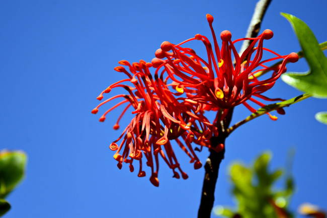 Обои картинки фото цветы, цветущие деревья ,  кустарники, голубой, веточка, фон, небо, красные, необычные