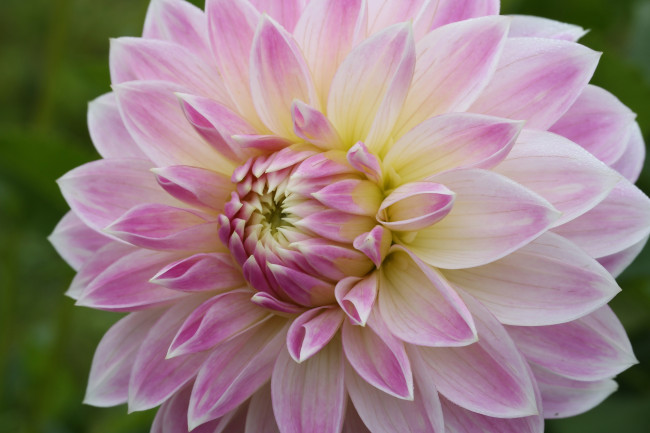 Обои картинки фото цветы, георгины, макро, георгин, бутон, tulips, цветение, bloom, colorful, and, many, flowers, лепестки