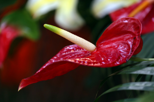 Обои картинки фото цветы, антуриум , цветок фламинго, антуриум, цветок, тычинка, красный, цветение