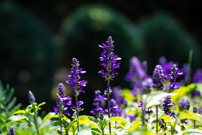 Обои картинки фото цветы, цветение, ствол, шалфей