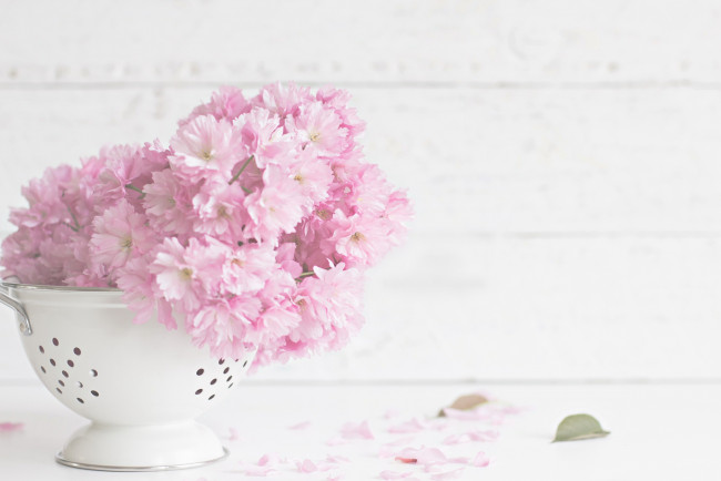 Обои картинки фото цветы, цветущие деревья ,  кустарники, сито, цветение, лепестки, листики