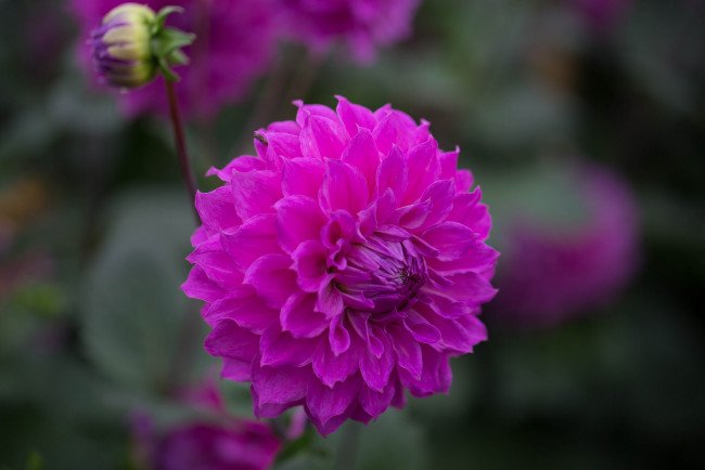 Обои картинки фото цветы, георгины, алый, цветение, георгин, цветок, бутон, ветка