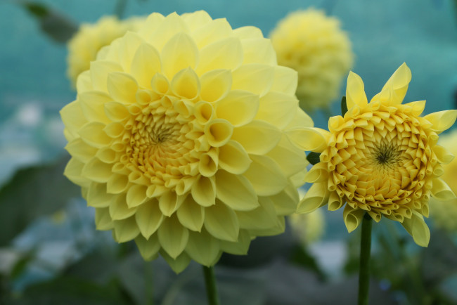 Обои картинки фото цветы, георгины, георгин, цветение, лепестки, цветок, желтый