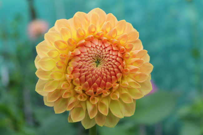 Обои картинки фото цветы, георгины, лепестки, бутон, цветок, цветение, желтый, георгин