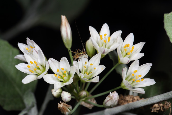 Обои картинки фото цветы, макро, кузнечик, белые