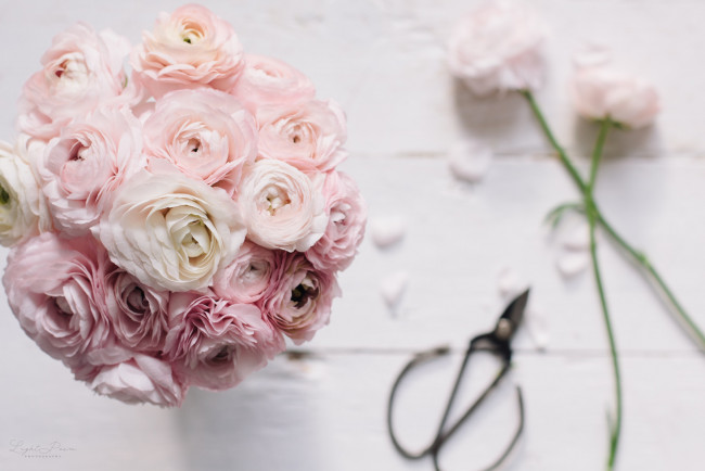 Обои картинки фото цветы, ранункулюс , азиатский лютик, азиатский, лютик, букет, ножницы, бутоны, лепестки