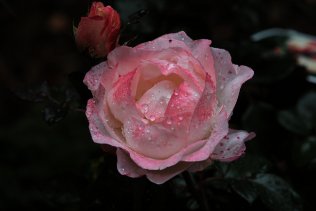 Обои картинки фото цветы, розы, роза, бутон, лепестки, листья, цветение, rose, bud, petals, leaves, blossoms