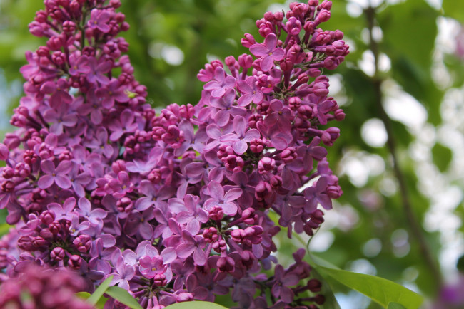 Обои картинки фото цветы, сирень, ветка, лепестки, цветение