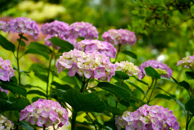 Обои картинки фото цветы, гортензия, листья, лепестки, куст, цветение