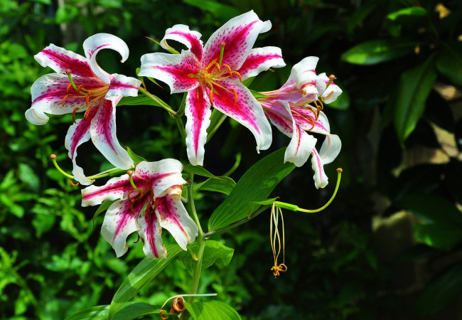 Обои картинки фото цветы, лилии,  лилейники, куст, цветение, бело-розовые, лепестки, цветки, ветка