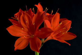 Картинка цветы амариллисы +гиппеаструмы аммарилисы красные чёрный фон