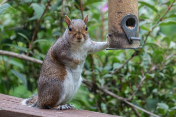 Картинка животные белки белка