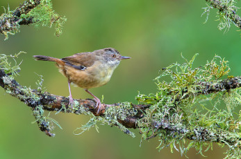 Картинка животные птицы птичка