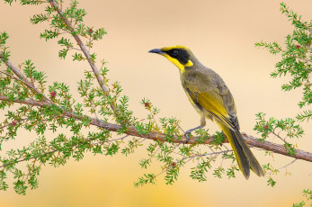 Картинка животные птицы птичка