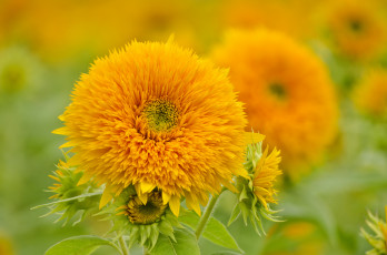 Картинка цветы подсолнухи подсолнух